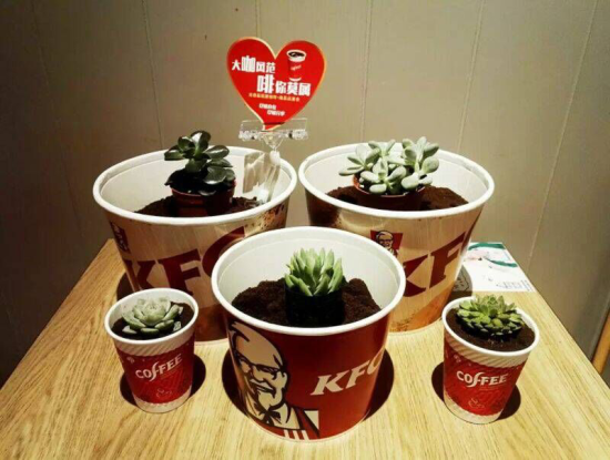 各种多肉小植物 各种多肉小植物